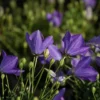 Roots Plants Campanula 'Pristar Deep Blue' Perennials