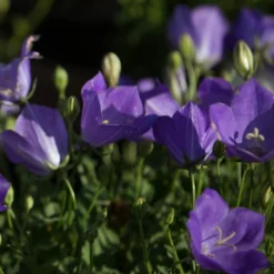 Roots Plants Campanula 'Pristar Deep Blue' Perennials