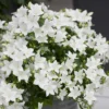 Roots Plants Campanula 'Pristar White' Perennials