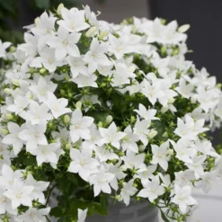 Roots Plants Campanula 'Pristar White' Perennials