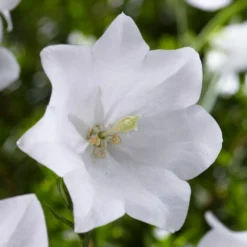 Roots Plants Campanula 'Pristar White' Perennials