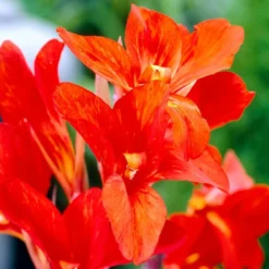 Roots Plants Canna 'Cannova Bronze Orange'