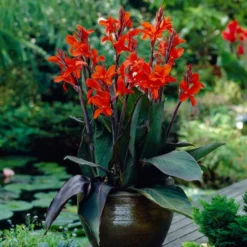 Roots Plants Canna 'Cannova Bronze Orange'
