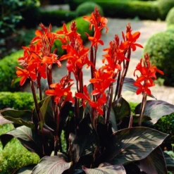 Roots Plants Canna 'Cannova Bronze Orange'