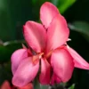 Roots Plants Canna 'Cannova Rose' Perennials
