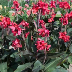 Roots Plants Canna 'Cannova Rose' Perennials