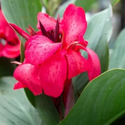 Roots Plants Canna 'Cannova Rose' Perennials
