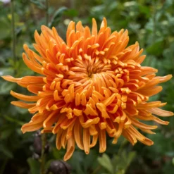 Roots Plants Perennials Chrysanthemum 'Allouise Orange'