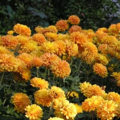 Roots Plants Perennials Chrysanthemum 'Allouise Orange'