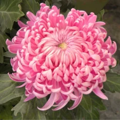 Roots Plants Chrysanthemum 'Allouise Pink' Perennials