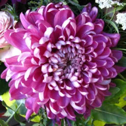 Roots Plants Chrysanthemum 'Allouise Pink' Perennials 7 Roots Plants Chrysanthemum 'Allouise Pink' Perennials