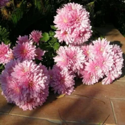 Roots Plants Chrysanthemum 'Allouise Pink' Perennials