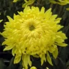 Roots Plants Chrysanthemum 'Allouise Yellow' Perennials