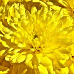 Roots Plants Chrysanthemum 'Allouise Yellow' Perennials