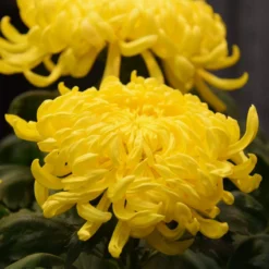Roots Plants Chrysanthemum 'Allouise Yellow' Perennials