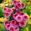 Roots Plants Perennials Chrysanthemum 'Beppie Purple'