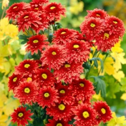 Roots Plants Chrysanthemum 'Beppie Red'