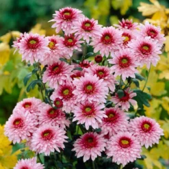 Roots Plants Chrysanthemum 'Beppie Rose' Perennials