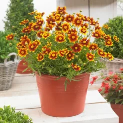 Roots Plants Perennials Coreopsis 'Li'l Bang Daybreak'