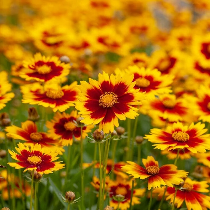 Roots Plants Perennials Coreopsis 'Li'l Bang Daybreak' 5 Roots Plants Perennials Coreopsis 'Li'l Bang Daybreak'