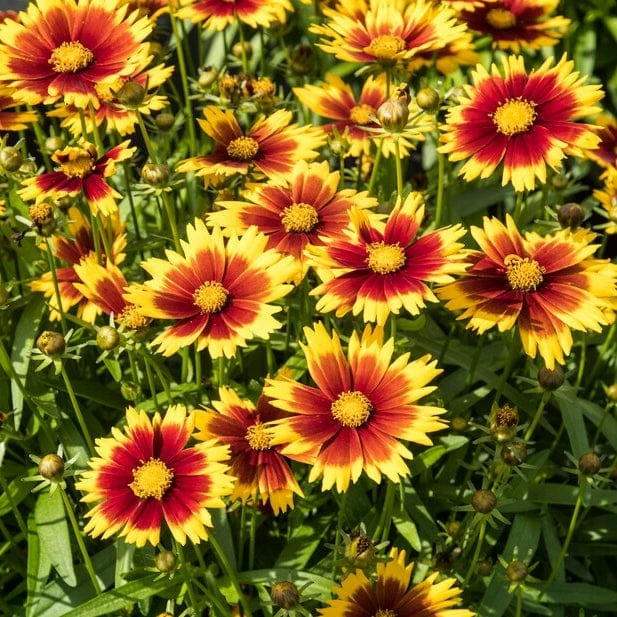 Roots Plants Perennials Coreopsis 'Li'l Bang Daybreak' 6 Roots Plants Perennials Coreopsis 'Li'l Bang Daybreak'