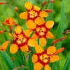 Roots Plants Perennials Crocosmia 'Emily McKenzie'