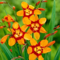 Roots Plants Perennials Crocosmia 'Emily McKenzie'