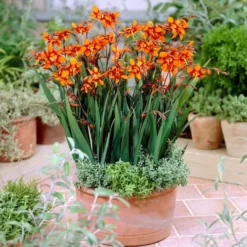 Roots Plants Perennials Crocosmia 'Emily McKenzie'