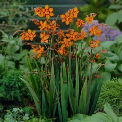 Roots Plants Perennials Crocosmia 'Emily McKenzie'