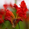 Roots Plants Crocosmia 'Fire King' Perennials 1 Roots Plants Crocosmia 'Fire King' Perennials