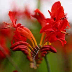 Roots Plants Crocosmia 'Fire King' Perennials