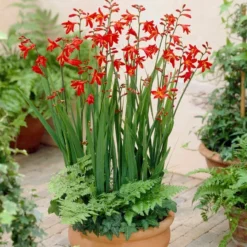 Roots Plants Crocosmia 'Fire King' Perennials