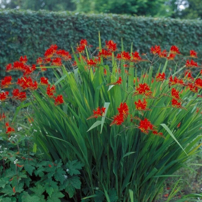 Roots Plants Crocosmia 'Fire King' Perennials 5 Roots Plants Crocosmia 'Fire King' Perennials
