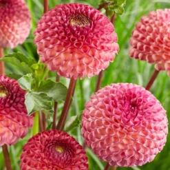 Roots Plants Dahlia 'Burlesca'