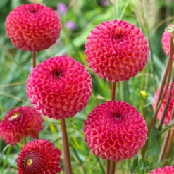 Roots Plants Dahlia 'Burlesca'