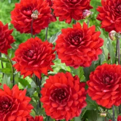 Roots Plants Dahlia 'Karma Amora' Dahlias