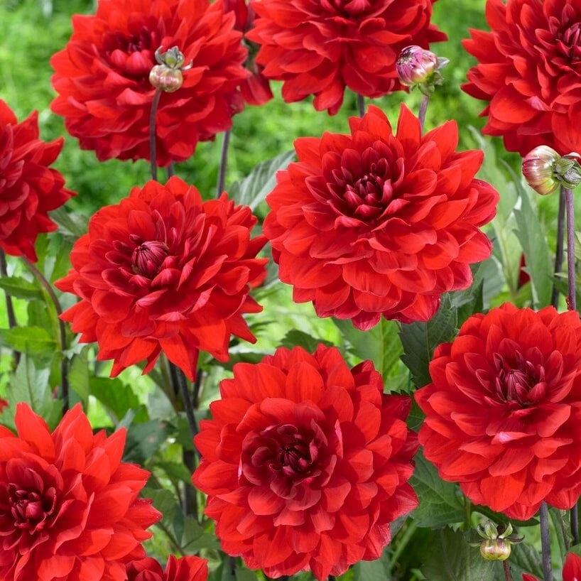 Roots Plants Dahlia 'Karma Amora' Dahlias 4 Roots Plants Dahlia 'Karma Amora' Dahlias