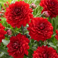 Roots Plants Dahlia 'Karma Amora' Dahlias 7 Roots Plants Dahlia 'Karma Amora' Dahlias