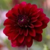 Roots Plants Dahlia 'Karma Naomi'