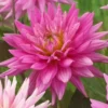 Roots Plants Dahlia 'Karma Pink Corona'