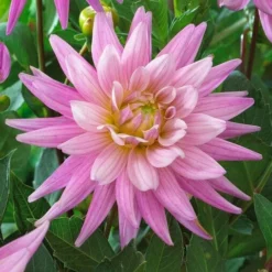 Roots Plants Dahlia 'Karma Pink Corona'