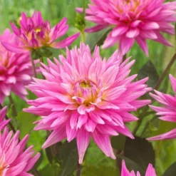 Roots Plants Dahlia 'Karma Pink Corona' 7 Roots Plants Dahlia 'Karma Pink Corona'