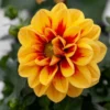 Roots Plants Dahlia 'Labella Medio Golden Eye' Dahlias