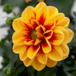 Roots Plants Dahlia 'Labella Medio Golden Eye' Dahlias