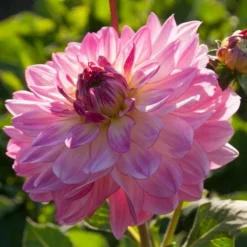Roots Plants Dahlia 'Sincerity Rose Bicolour'