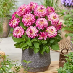 Roots Plants Dahlia 'Sincerity Rose Bicolour'