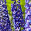 Roots Plants Delphinium 'Delgenius Glitzy' Perennials