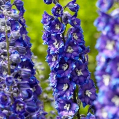 Roots Plants Delphinium 'Delgenius Glitzy' Perennials