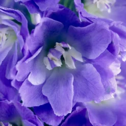 Roots Plants Delphinium 'Delgenius Glitzy' Perennials
