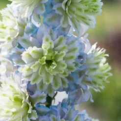 Roots Plants Perennials Delphinium 'Highlander Crystal Delight'